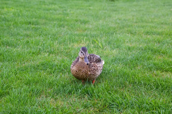 Ducks Walk Park Green Grass — Photo