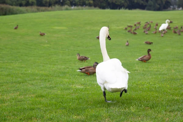 Swans Ducks Walk Green Grass Park — Stock Fotó