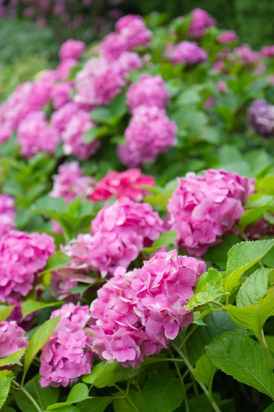 Pink Hydrangea Bushes Park — Stockfoto