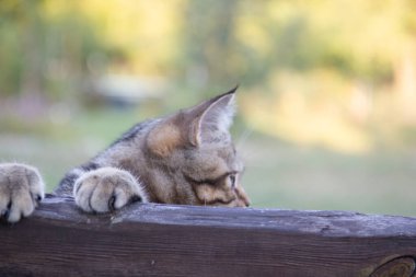 a boy hugs a cat, a happy child holds a cat in his arms