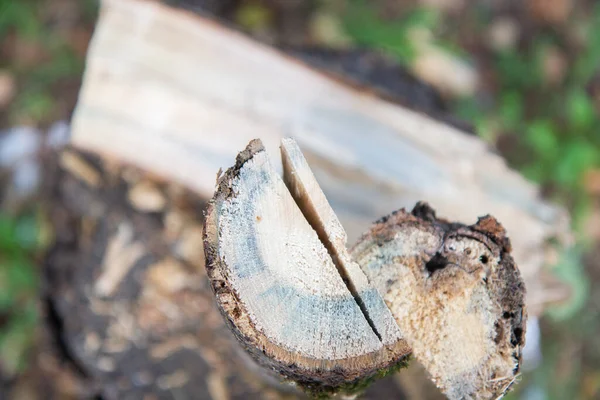 Chopped Wooden Logs Kindling — стоковое фото