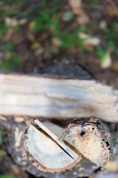 Chopped Wooden Logs Kindling — стоковое фото