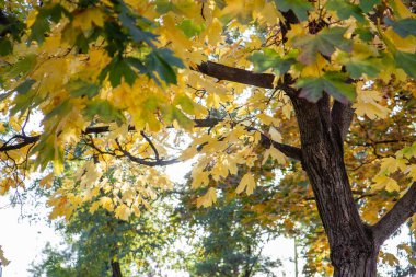 Sonbahar, gökyüzüne ve günbatımına karşı sarı yapraklı ağaç dalları
