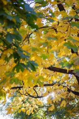 Sonbahar, gökyüzüne ve günbatımına karşı sarı yapraklı ağaç dalları