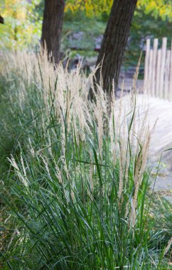 Sonbahar parkında mısır başakları