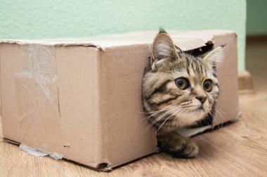 Karton bir kutudan dışarı bakan tekir kedi.