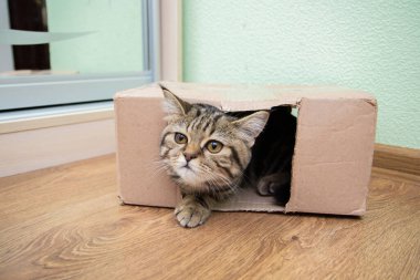Karton bir kutudan dışarı bakan tekir kedi.
