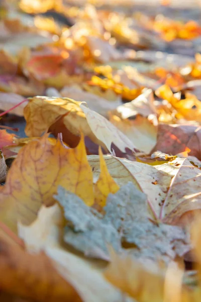 Żółty Autumn Listowie Drodze — Zdjęcie stockowe