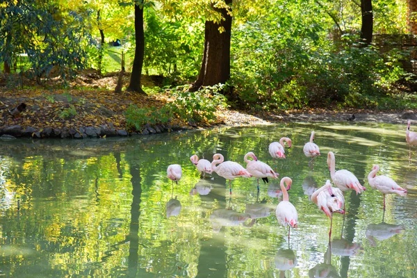 Flamingos Rosa Lago Parque — Fotografia de Stock