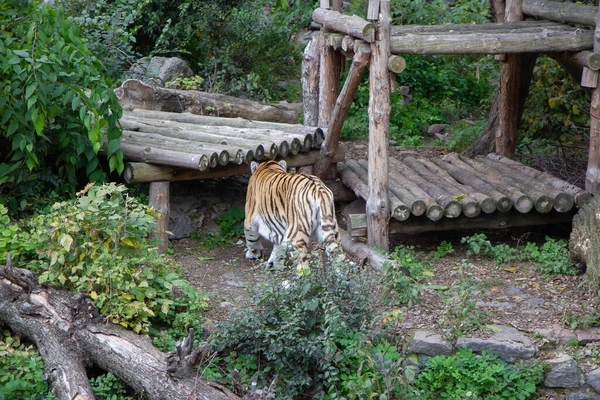 Tigre Recinto Del Zoológico — Foto de Stock