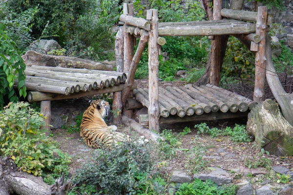 동물원의 호랑이 — 스톡 사진