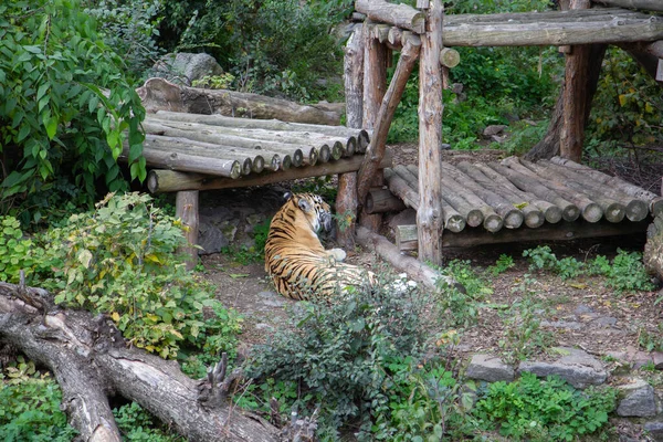 Tigre Recinto Del Zoológico — Foto de Stock