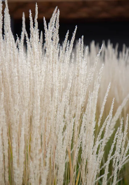 ベージュの草の小穂黄色の草の野 — ストック写真