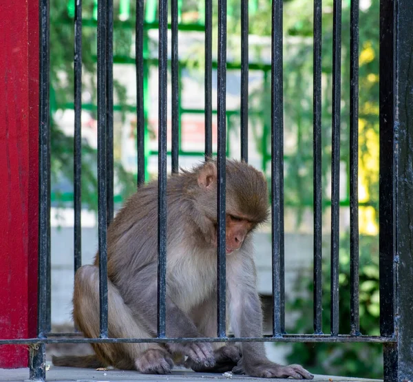 Monkey Caged Iron Fence Doing Something — 스톡 사진