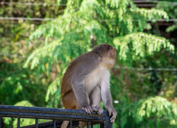 Monkey Sitting Iron Fence Looking Backward — 스톡 사진