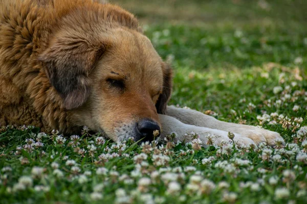 Furred Street Dog Sleeping Grass Full Flowers — Stock Photo, Image