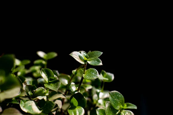 Green Small Plant Leaves Black Isolated Background Free Space Blurred — Stok fotoğraf