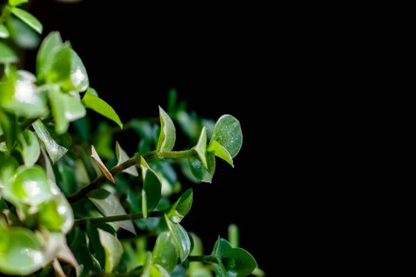 Green Small Plant Leaves Black Isolated Background Free Space Blurred — 图库照片