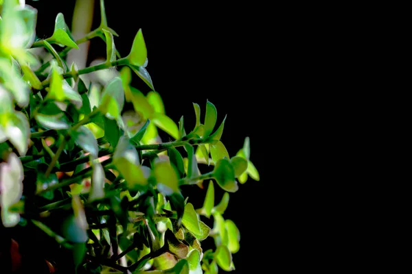 Green Small Plant Leaves Black Isolated Background Free Space Blurred — Stok fotoğraf