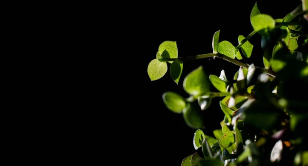 Green Small Plant Leaves Black Isolated Background Free Space Blurred — Stok fotoğraf