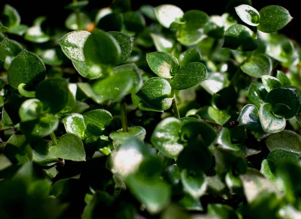 Green Small Plant Leaves Close Some Leaves Focused Some Blurred — Stok fotoğraf
