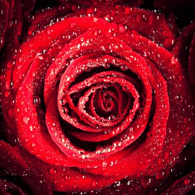 Çiyli kırmızı gül