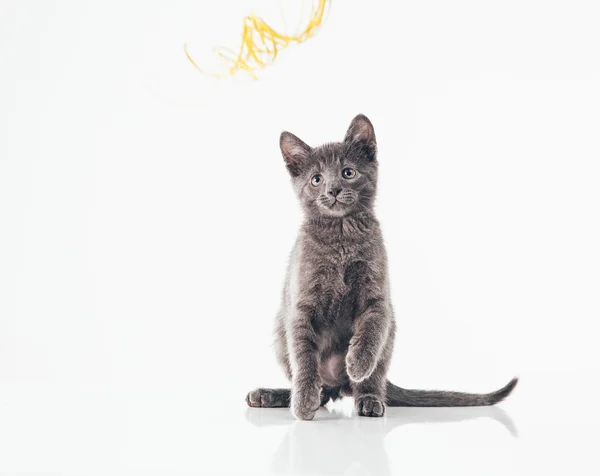 Russische blauwe kitten — Stockfoto