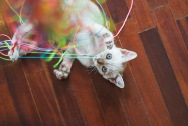 renkli konu ile oynayan yavru kedi