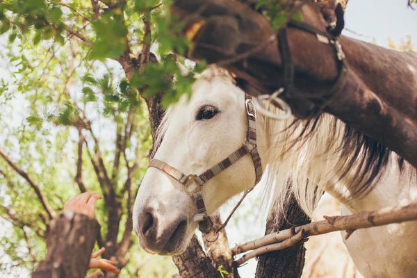 Bruine en witte paard — Stockfoto