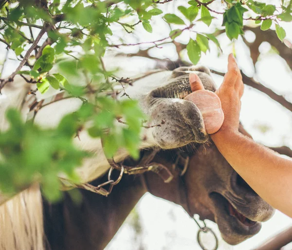 Cavalo lambendo uma mão — Fotografia de Stock