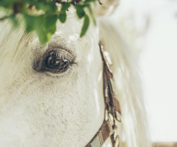 Olho de cavalo branco — Fotografia de Stock