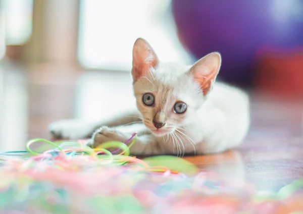 Kattunge leker med färgglada trådar — Stockfoto