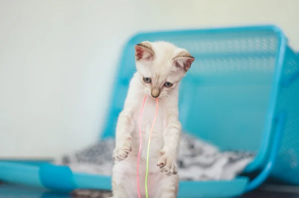 Renkli konu ile oynayan yavru kedi — Stok fotoğraf