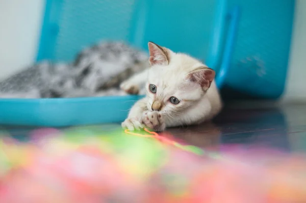 カラフルなスレッドにじゃれる子猫 — ストック写真