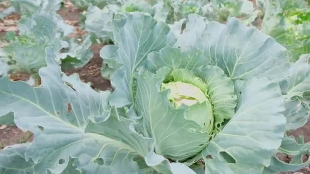Homegrown ripe cabbage in garden. Organic vegetables — Stock Video