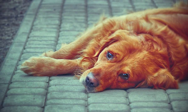 Golden Retriever — Stok fotoğraf