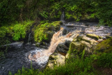 Nehir veya akarsu akıntısı ve güneş ışığıyla aydınlanan bir şelale, Glenariff Orman Parkı, Antrim, Kuzey İrlanda 'nın yeşil yemyeşil yemyeşil ormanlarıyla çevrili.