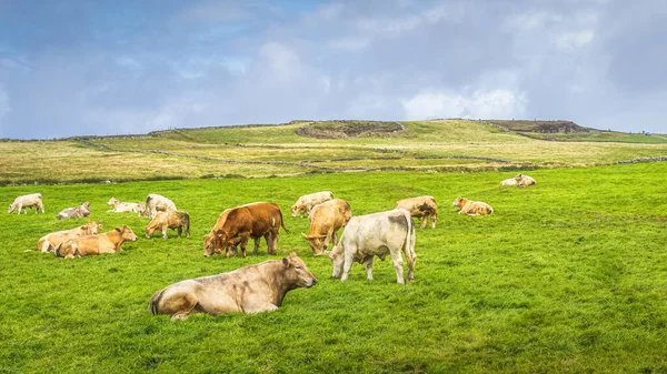 Rebaño de vacas pastando en pastos verdes frescos en Acantilados de Moher, Irlanda Imagen de stock