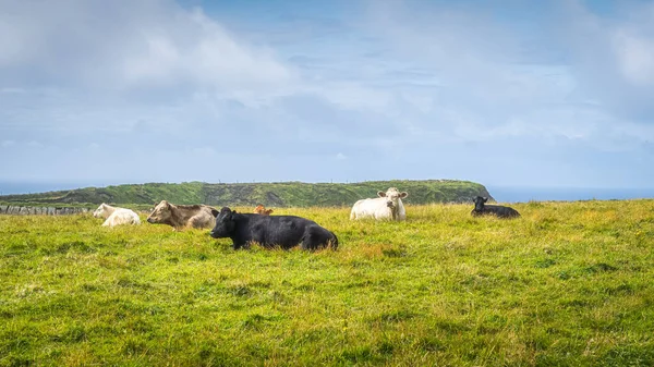 Manada de vacas que descansan sobre pastizales verdes frescos en Acantilados de Moher, Irlanda — Foto de Stock