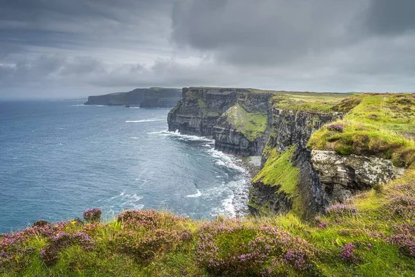 Фиолетовый каштан, растущий на краю величественных и знаковых скал Ирландии — стоковое фото