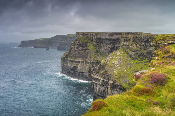Moher, İrlanda 'nın ikonik uçurumlarının kenarında renkli bir funda yetişiyor. — Stok fotoğraf