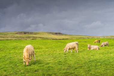 Moher Kayalıkları, Vahşi Atlantik Yolu, County Clare, UNESCO, İrlanda 'da taze yeşil alanda ya da otlayan inek sürüsü ya da sığır sürüsü