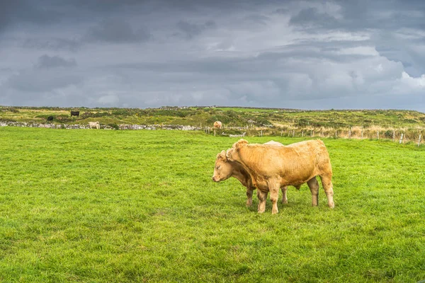 Dos Vacas Felices Abrazándose Campo Verde Fresco Los Acantilados Moher — Foto de Stock