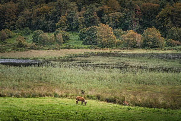 Dos Ciervos Huevas Pastando Campo Verde Glendalough Con Bosque Lago — Foto de Stock