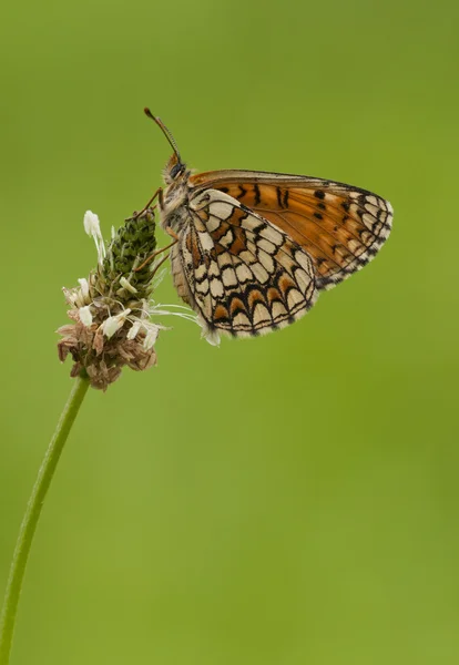 Mariposa. —  Fotos de Stock