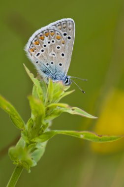 Kelebek