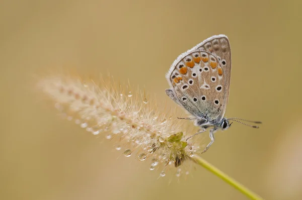 Farfalla — Foto Stock