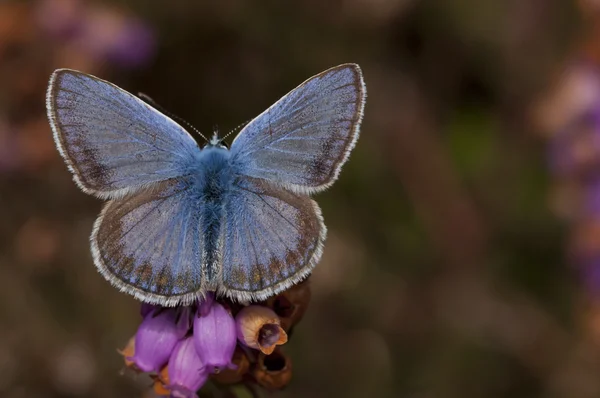 Farfalla — Foto Stock