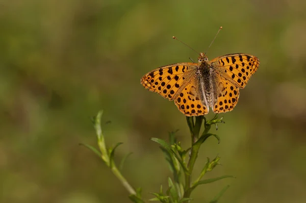 Kelebek — Stok fotoğraf