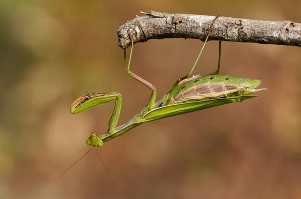 Mantis — Stock Photo, Image